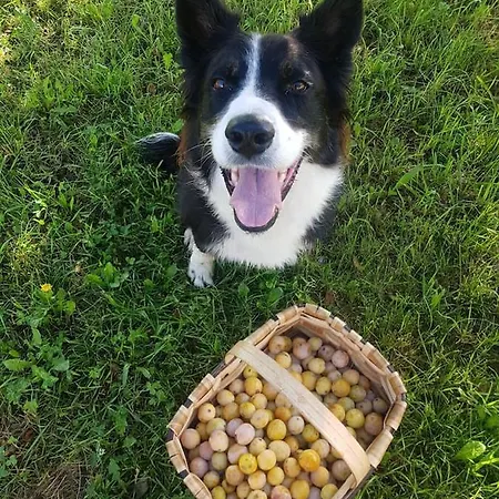 La Rocconella * Arten